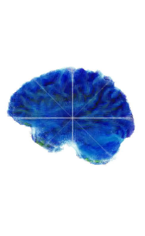 Brain Model Preview